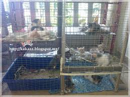 Tentu dengan nutrisi dan asupan gizi yang tak kalah tingginya. Cik Azz Diy Buat Sendiri Sangkar Kucing