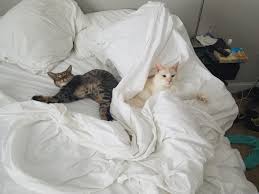 My Two Girls Posing For A Picture Http Ift Tt 2ba4kut Girl Poses Crazy Cats Cat Makeup Halloween