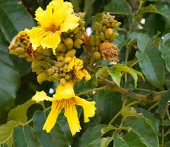 Image result for Markhamia obtusifolia