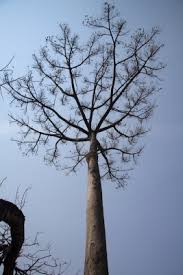 Image result for Schizolobium parahyba