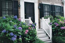 How to take care of hydrangeas. How To Grow Hydrangeas This Old House