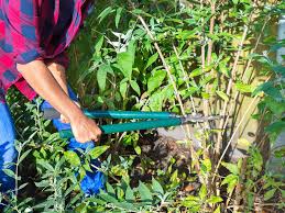 In fact, butterfly bush pruning can take place just about any time of the year. Pruning The Butterfly Bush Buddleia Davidii Lovethegarden