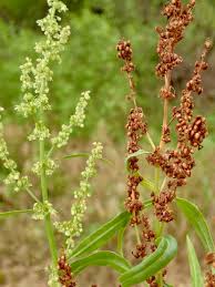 Image result for Rumex