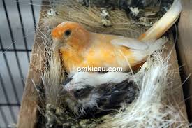 See full list on faunadanflora.com Beternak Kenari Tanpa Metode Hand Feeding Namun Tetap Produktif Om Kicau