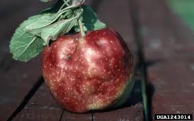 Maybe you would like to learn more about one of these? Apple Maggot