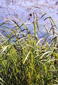 Image result for Carex lycurus