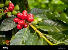 Image result for Coffea mufindiensis