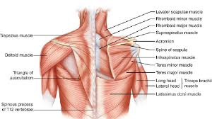 Superficial back muscles, intermediate back muscles and intrinsic back muscles.the intrinsic muscles are named as such because their embryological development begins in the back, oppose to the superficial and intermediate back muscles which develop elsewhere and are therefore classed as extrinsic muscles. 8 Best Back Exercises For Building A Broad Physique The Trend Spotter