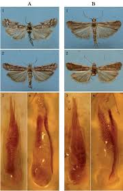 Image result for Delplanqueia inscriptella