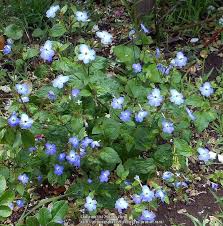 Image result for Browallia americana