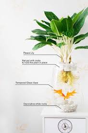 زنبق السلام ايكيا