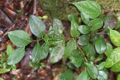 Image result for Suregada procera