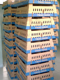 Check spelling or type a new query. Usaha Ternak Ayam Potong Pengusahamuslim Com