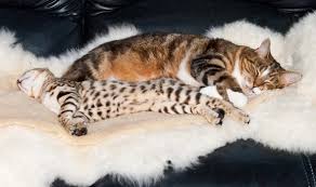 We did not find results for: How To Clean Sheepskin Elisa Bethlam S Blog