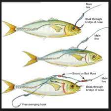 Cara Memasang Ikan Kecil Sebagai Umpan Mancing Ikan Memancing Kayak