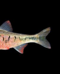 Image result for Pycnostachys schliebenii