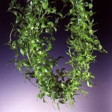 Image result for Asparagus asparagoides