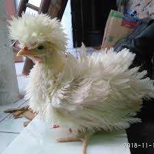 Ayam Hias Poland Walik Hiasan Ayam Hewan