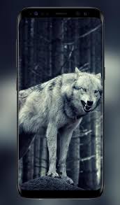 Wolf wallpapers, backgrounds, images 3840x2400— best wolf desktop wallpaper sort wallpapers by: Wolf Wallpaper For Android Apk Download
