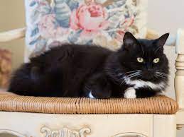 Maybe you would like to learn more about one of these? Tuxedo Cat Breed Profile