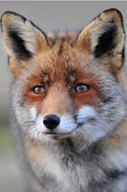 red fox photographer unknown wild animals pictures animals beautiful animals wild