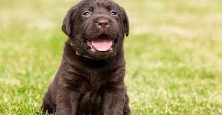 Looking at your favorite celebrities is another fun way to get inspiration! Danish Dog Names Female