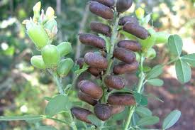 Image result for Crotalaria quarrei