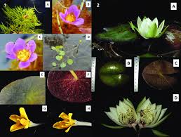 Image result for Cabombaceae