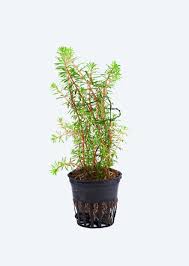 Image result for Rotala mexicana