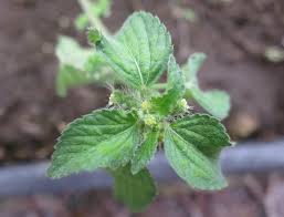 Image result for Acalypha lanceolata
