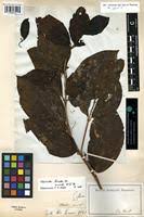 Image result for Morinda lucida