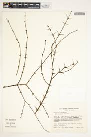 Image result for Rothmannia macrosiphon