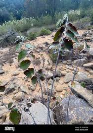 Image result for Grewia monticola