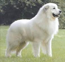 Black And White Great Pyrenees Dog Great Pyrenees They Are Members Of The Working Group They Are Great Protectors Of Sheep They Stand At 25 3 Great Pyrenees Dog Protective Dogs Great Pyrenees