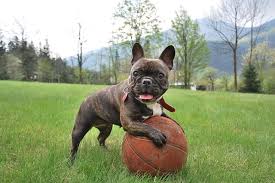 Character, temperament, health issues, history. Tomor Gyonyor Bohoc Magyarorszag Kedvence A Francia Bulldog
