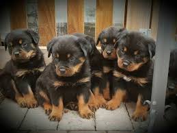 Check spelling or type a new query. Giant Rottweiler Puppies Www Macj Com Br