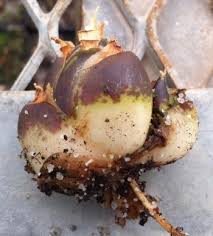 Image result for Lobelia petiolata