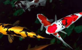 Ikan Koi Terbesar Di Dunia Ikan Koi Ikan Air Tawar Gambar