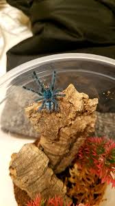 This species is native to martinique in the caribbean sea, inhabiting tropical forests. Antilles Pinktoe Explore Tumblr Posts And Blogs Tumgir