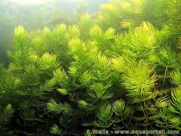 Image result for Ceratophyllaceae
