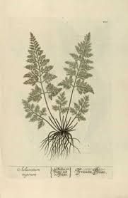 Gravures Anciennes De Plantes Medicinales Gravure Plante Medicinale Adiantum Nigrum Gravures Illustration Dessin Plante Dessin Botanique Impressionnisme