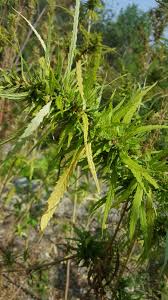 Image result for Cannabis sativa