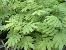 Image result for Mimosa scabrella