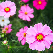 Image result for Cosmos bipinnatus