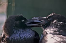 New comments cannot be posted and votes cannot be cast. Ravens And Crows Telling Them Apart The Adirondack Almanack