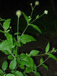 Image result for Dipsacus pinnatifidus
