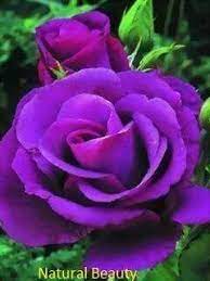 Pin By Baba On Purple Stuff Purple Roses Flowers Beautiful Flowers