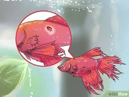 To tell if your betta has fin rot, his tail will look torn, or with bits missing. How To Identify Finrot 13 Steps With Pictures Wikihow