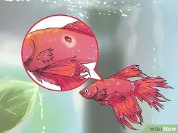 The fins and/or tail start show some. How To Identify Finrot 13 Steps With Pictures Wikihow