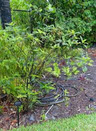 Image result for Psychotria moninensis